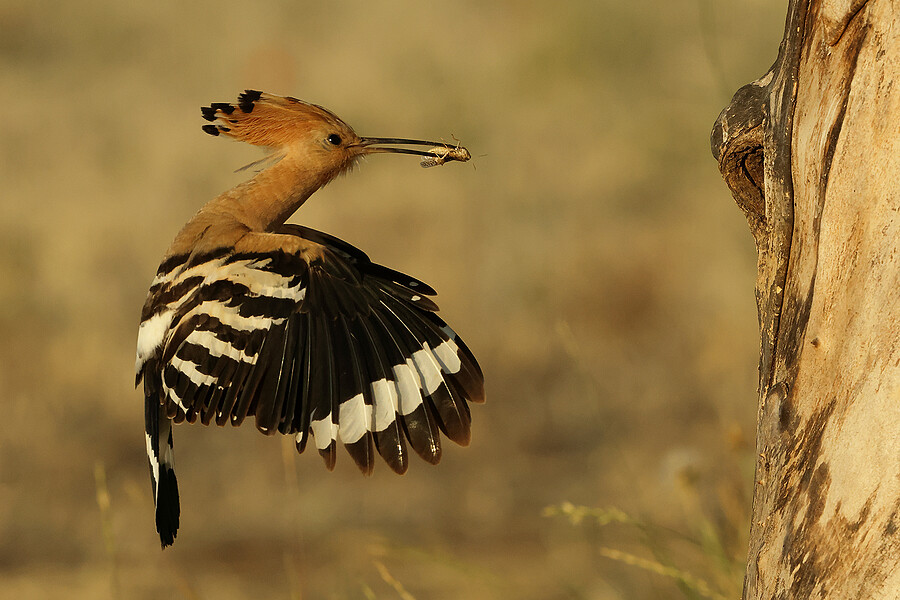 HOOPOE COMES WITH GRASS HOPPER